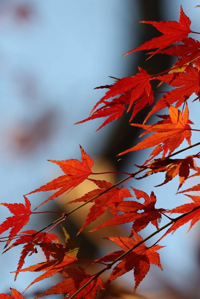 紅葉