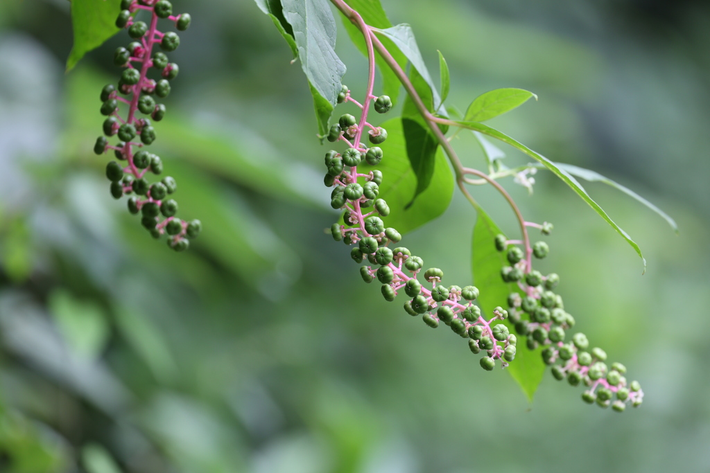 ヨウシュヤマゴボウ