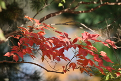 水辺の紅葉