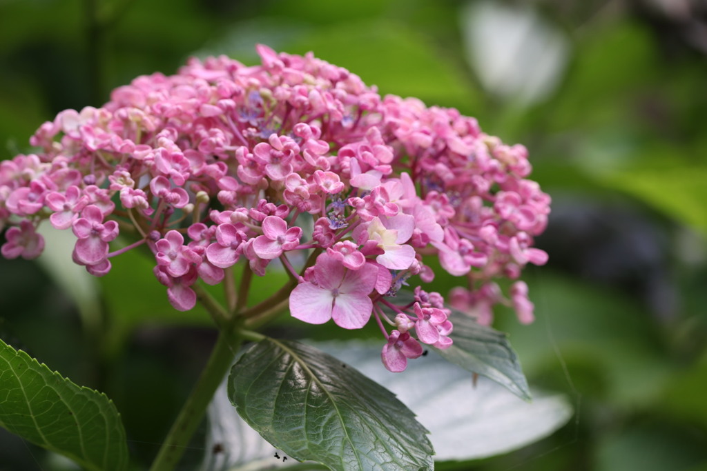 ピンク色のお多福紫陽花