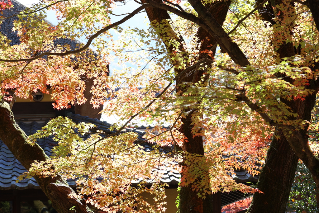 紅葉狩り
