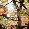 紅葉狩り