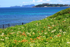 はまゆう自生地