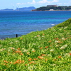 はまゆう自生地