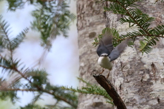 初遠征　野鳥シリーズ③