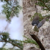 初遠征　野鳥シリーズ③