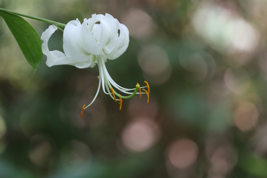真夏に咲く花