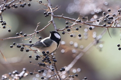 黒い実と白い玉ボケの中で