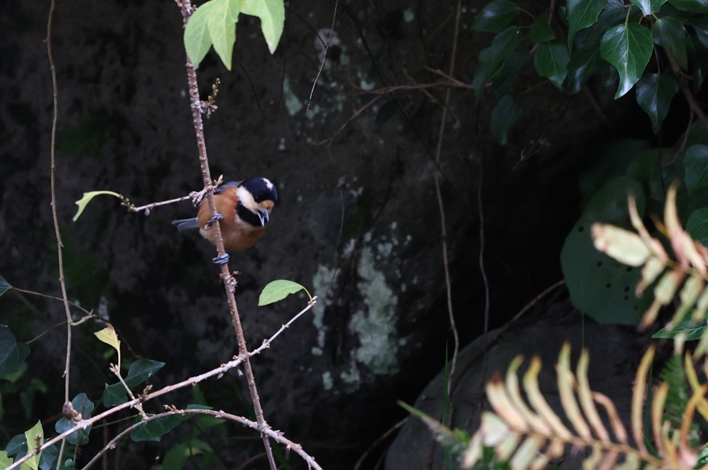 「おーい！ここだよ!　此処にいるよ!」
