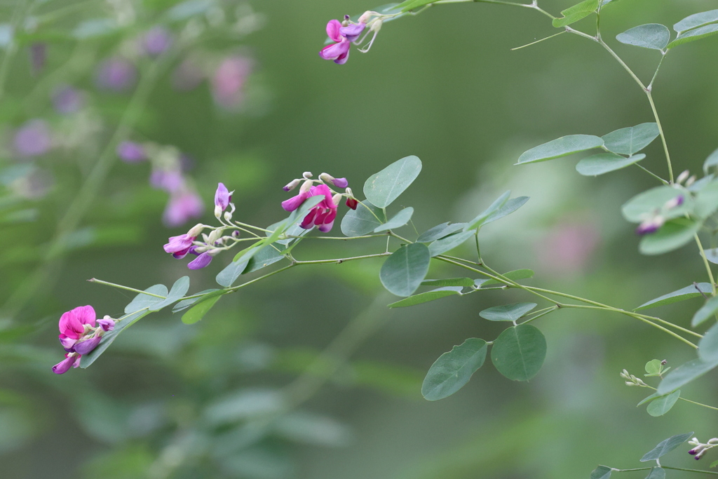 萩の花