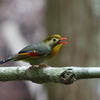 ソウシチョウの幼鳥？