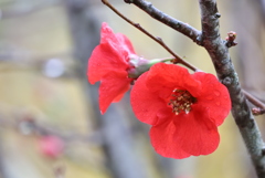 （ピン）ボケの花