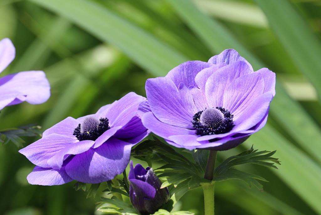 紫色のアネモネ