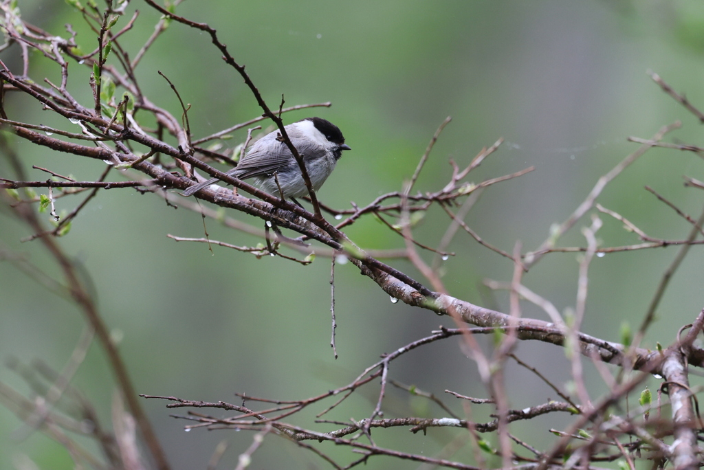 初 遠征　野鳥シリーズ⑧