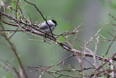 初 遠征　野鳥シリーズ⑧