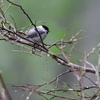 初 遠征　野鳥シリーズ⑧