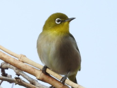 目パッチリ*\0/* メジロさん 目パッチリ*\0/* メジロさん