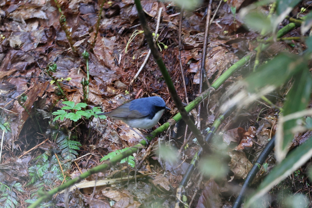 初遠征　野鳥シリーズ⑩