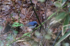 初遠征　野鳥シリーズ⑩