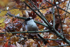 エナガさんの紅葉狩り