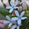庭の花