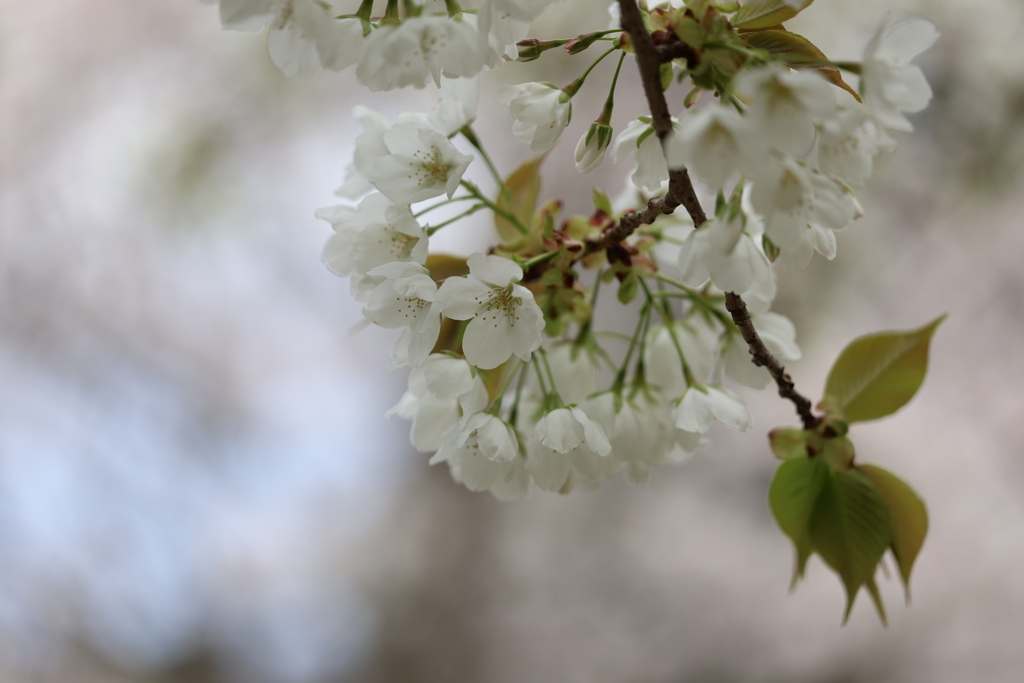 オオシマザクラ