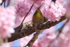 ポーズ