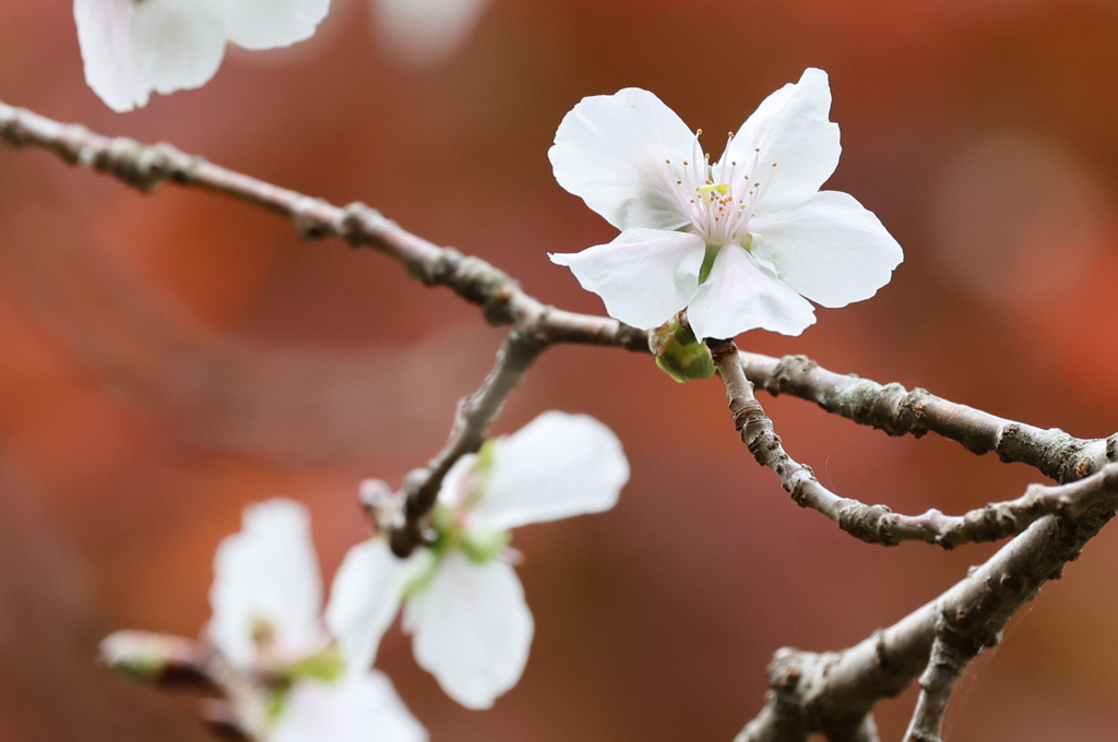 紅葉の中の十月桜