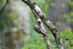 初遠征　野鳥シリーズ⑨