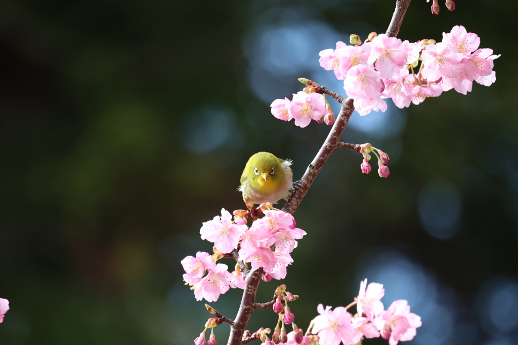 河津桜にメジロ