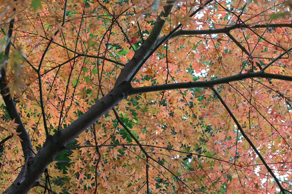 紅葉