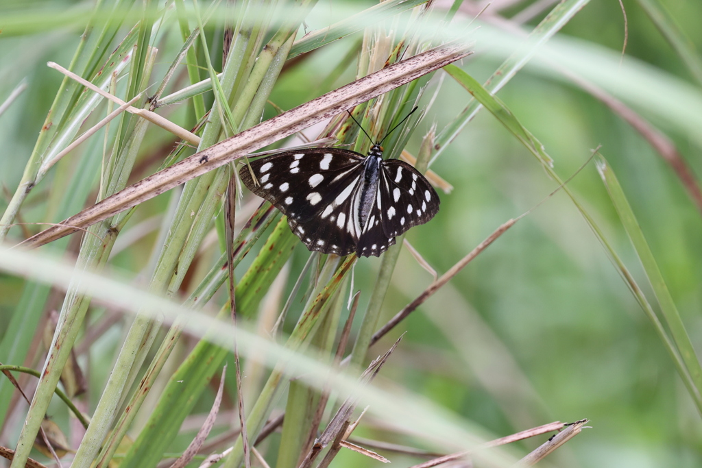 ゴマダラチョウ