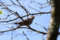 初遠征　野鳥シリーズ④