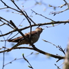 初遠征　野鳥シリーズ④