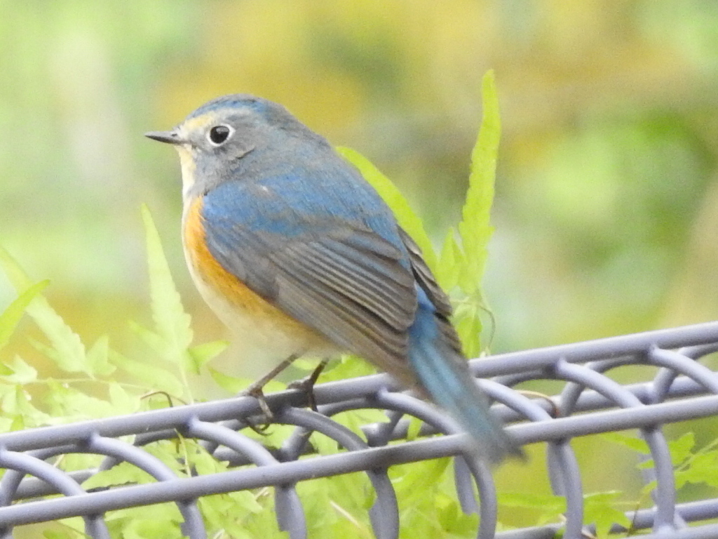 ルリちゃん　ありがとう②