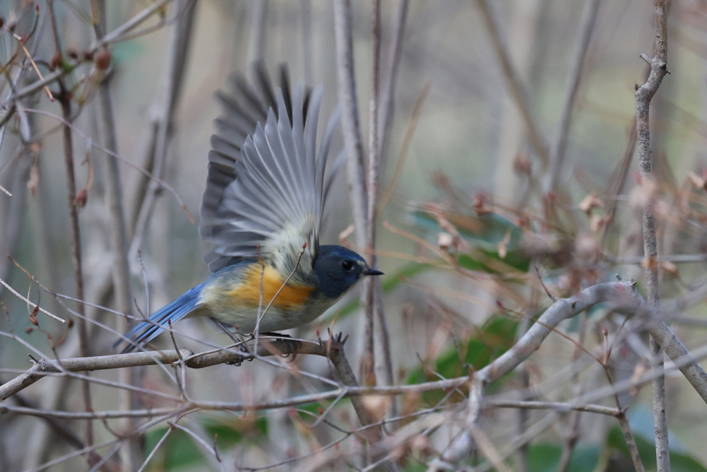 追いかけられて