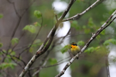 初遠征　野鳥シリーズ⑥