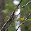 初遠征　野鳥シリーズ⑥