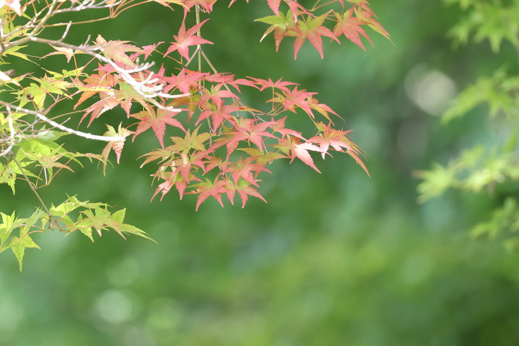 薄紅葉