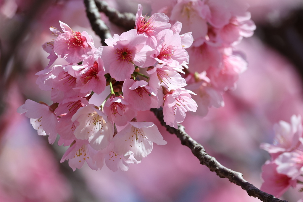 おかめ桜