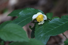 お茶の花