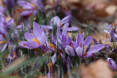 紫の花