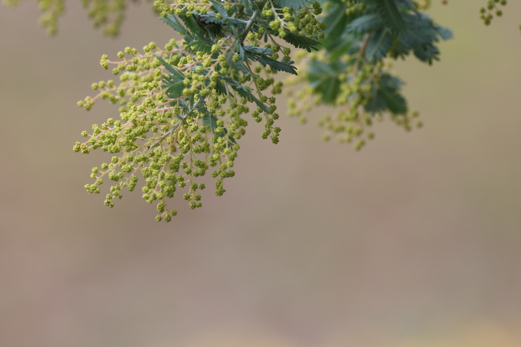 春を待つミモザ