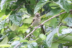 カワラヒワ幼鳥