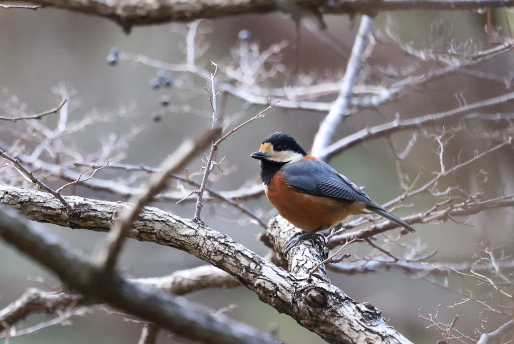 定番のヤマちゃん