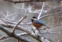 定番のヤマちゃん
