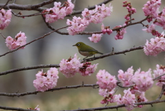 春嬉し!