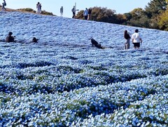 青色の絨毯