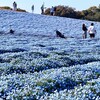 青色の絨毯