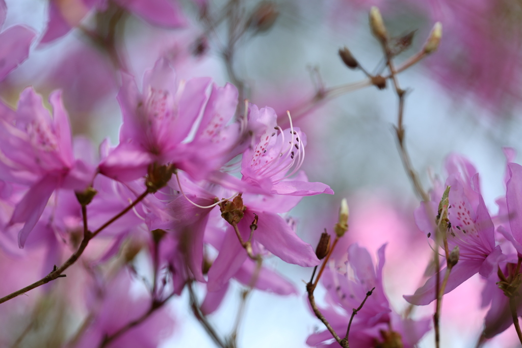想い出の花